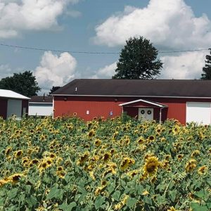 sunflowers